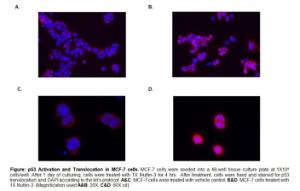 p53 Nuclear Translocation Assay Kit (Cell-Based), BioVision