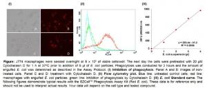 EZCell™ Phagocytosis Assay Kit (Red <i>E. coli</i>), BioVision
