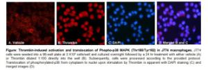 Phospho-p38 MAPK (Thr¹⁸⁰+Tyr¹⁸²) Translocation Assay Kit (Cell-Based), BioVision, Inc.