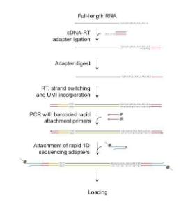 PCR-cDNA barcoding kit 24 library preparation workflow