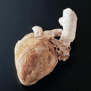Freeze-Dried Sheep Heart with Aorta and Trachea