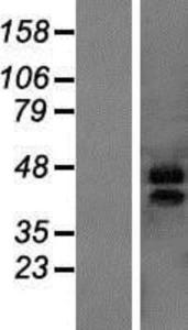 MARVELD3 Lysate (Adult Normal), Novus Biologicals (NBP2-05854)