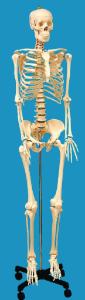 Human skeleton model, life-sized