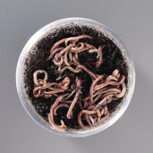 12 Earthworms and 30 Redworms