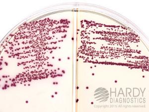 HardyCHROM MRSA/HardyCHROM Staph Aureus Biplate, Hardy Diagnostics