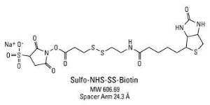 Sulfo-NHS-SS-Biotin, Premium Grade, Pierce™
