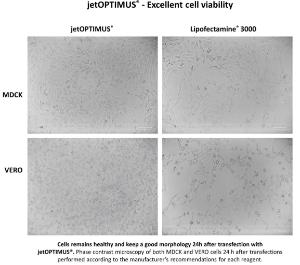 jetOPTIMUS® Cell viability with legend