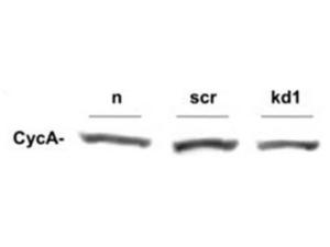 Anti-CCNA2 Rabbit Polyclonal Antibody