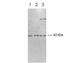 Anti-MAPK1 Rabbit Monoclonal Antibody [clone: 3G2]