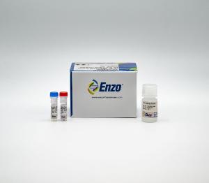 ER-ID® Red Assay Kit (GFP-CERTIFIED®), Enzo Life Sciences