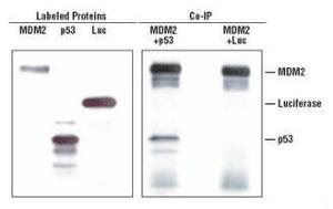 Pierce™ Co-Immunoprecipitation Kit, Thermo Scientific