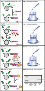 Pierce ProFound™ Biotinylated-Protein Interaction Pull Down Kit, Thermo Scientific