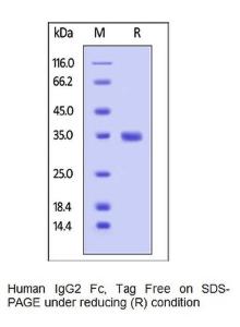 CellExp™ Human Recombinant IGHG2 (from HEK293 cells)