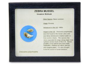 Invasive Species Survey Set, Zebra Mussel