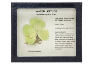 Invasive Species Survey Set, Water Lettuce