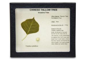 Invasive Species Survey Set, Chinese Tallow Tree