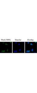 Anti-FBXO4 Rabbit Polyclonal Antibody