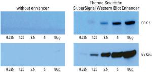 Pierce™ SuperSignal™ Western Blot Enhancer, Thermo Scientific