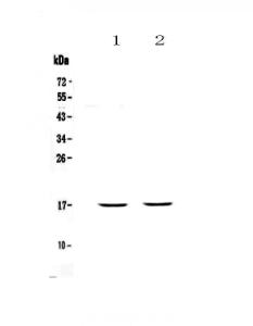 Anti-PLAC9 Polyclonal Antibody