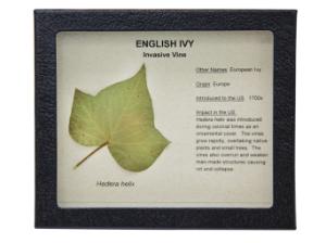Invasive Species Survey Set, English Ivy