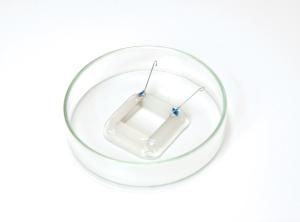 HBIO Petri Dish Platinum Electrodes for Tissue Slices Chamber Kita, BTX