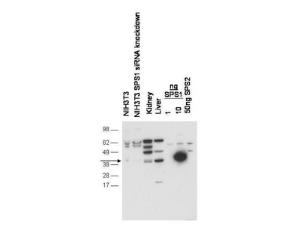 Anti-SEPHS1 Rabbit Polyclonal Antibody