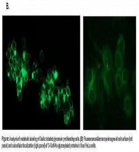 EZClick™ O-GalNAc Modified Glycoprotein Assay Kit (FACS/Microscopy, Green Fluorescence), BioVision