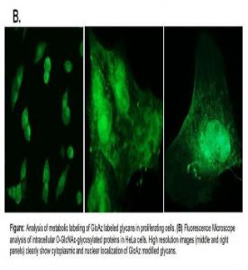 EZClick™ O-GlcNAc Modified Glycoprotein Assay Kit (FACS/Microscopy, Green Fluorescence), BioVision