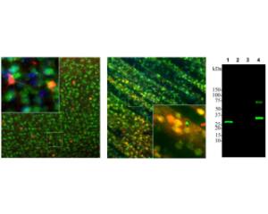 Detection of calbindin (red) in rat cortex (Left) and striatum (Middle) by IHC. Green: Fox3/NeuN (M-377-100). Right: Calbindin expression in rat brain (1). Specificity for calbindin is shown by probing related His-tagged calcium-binding proteins (2: Parvalbumin; 3: Calretinin; 4: Calbindin).