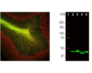 Left: Rat cerebellum stained for CNP (green) and NF-M (red). Right: Western blot analysis of rat brain (2), rat spinal cord (3), mouse brain (4), mouse spinal cord (5). Antibody dilution: 1:2,000. Double bands at 46 and 48 kDa correspond to the major isotypes of CNP.
