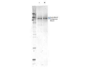 Anti-MORC3 Rabbit Polyclonal Antibody