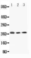 Anti-IL-18 Polyclonal Antibody