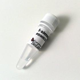 S-adenosylmethionine (SAM) (32mM) - 0.5 ml