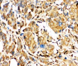 Anti-Bid Polyclonal Antibody