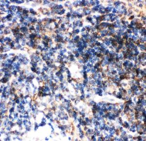 Anti-Bid Polyclonal Antibody