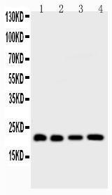 Anti-Bid Polyclonal Antibody