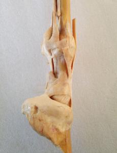 Plastinated Equine Limbs And Joints