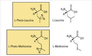 L-Photo-Methionine, Pierce™