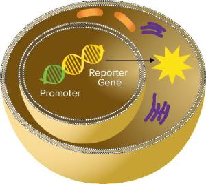 The SpectraMax® Glo Steady-Luc™ Reporter Assay Kit, Molecular Devices