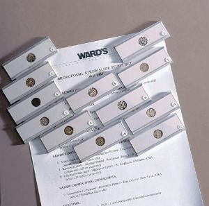 Ward's®  Microfossil Strew Slide Set