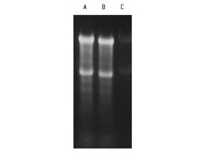 SYBR® Green II Nucleic acid gel stain