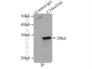Anti-C14ORF166 Rabbit Polyclonal Antibody