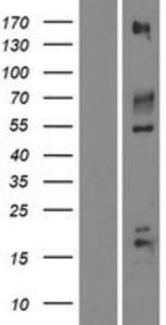 IGSF9B Lysate (Adult Normal), Novus Biologicals (NBP2-07236)