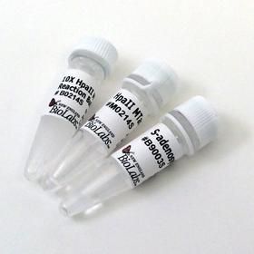 Hpa II Methylase - 100 units