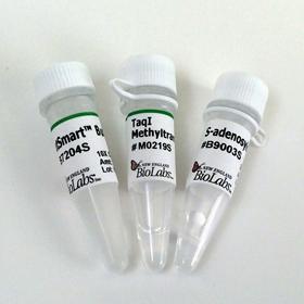 Taq I Methylase - 1,000 units