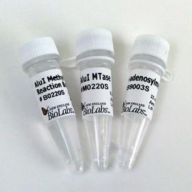 Alu I Methylase - 100 units