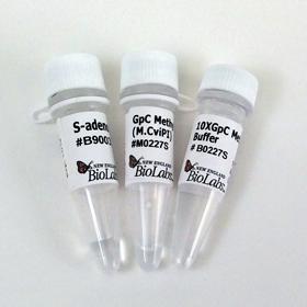 GpC Methyltransferase (M.CviPI) - 200 units