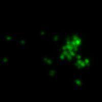 Staphylococcus epidermidis stained with BactoView Live Green