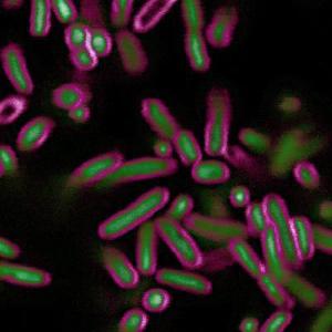 <i>E. coli</i> stained with BactoView Live Green (stains DNA) and SynaptoRed (stains the membrane)