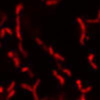 Bacillus subtilis stained with BactoView Live Red